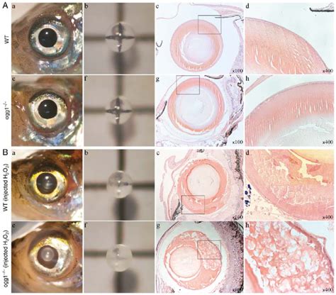 measuring cortical thickness zebrafish|zebrafish lens optical.